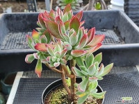 부용군생1 다육식물