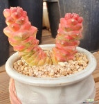 리치아이금 묵은아이 선인장