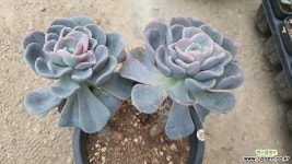 올펫 01067 다육금