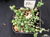 녹영금 12 다육금