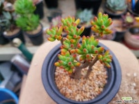 청솔(묵은둥이)37 다육식물