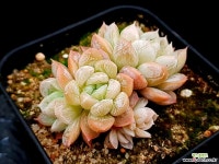 엘샤 19-27 다육식물