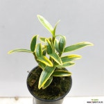 미니석곡~금설 석곡