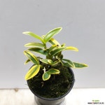 미니석곡~금설 석곡