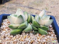 기천금 401-2590 다육금