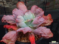 링구아스 108-12 다육식물