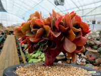 파피스로즈원통형철화 한몸 묵은둥이 다육철화