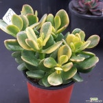 염좌금0108-272 다육식물