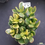 염좌금0108-272 다육식물