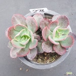 쥴리아나0108-278 다육식물