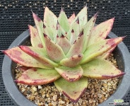 원종에보니 다육식물