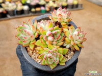 메비나 20-258 다육식물