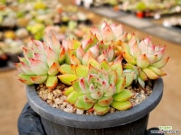 메비나 20-258 다육식물