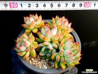 메비나 20-258 다육식물