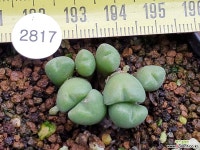 히얀스 101-2817 코노피튬