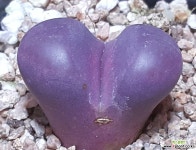 해머루비 다육금