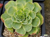 그라노비아금 401-3238 다육금