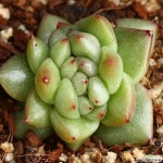 펄그레이철화 2 다육철화