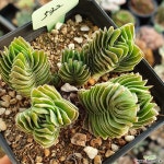 부다템플(532) 다육식물