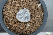 삼각온즈카난봉옥(실생)X13 선인장