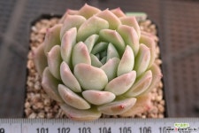사랑 1-275 다육식물