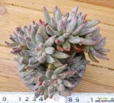 벨그레이브 다육식물