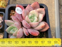 지니아 401-3113 다육식물