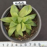 야로수0115-644 다육식물