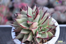 원종에보니(자연군생)1-533 다육식물