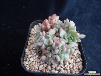 라조야철화282 다육식물