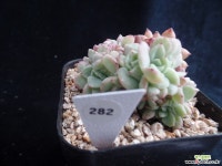 라조야철화282 다육식물