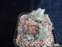 라조야철화282 다육식물