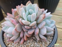 먼로(520)ㅡ자연군생5두. 다육식물