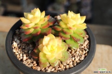 매직쨈 20J-252 다육식물