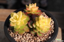 매직쨈 20J-252 다육식물