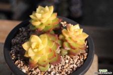 매직쨈 20J-252 다육식물