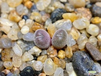 Conophytum minusculum ssp. leipoldtii-2두(코노 미누스쿨럼 레이폴드티1.16) 코노피튬