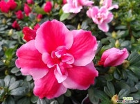 블레이즈(선녀꽃) 야생화