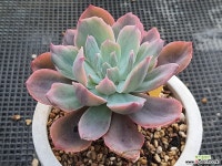 칠변화금 2 다육금