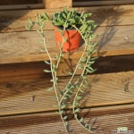 아몬드 0118-49 다육식물