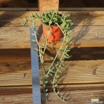 아몬드 0118-49 다육식물