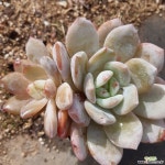 20ㆍ오렌지먼로.쌍두 다육식물