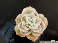 러블리로즈 28-363 다육식물