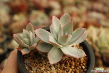 피코키교배종 다육식물