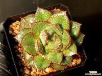 모노금 31-149 다육식물