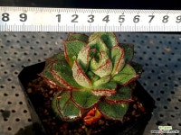 모노금 31-149 다육식물