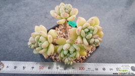 1211. 로찌 다육식물