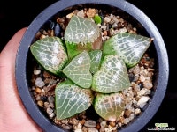 수정콤프토니아 83- 하월시아