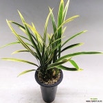 금기 동양난 기타 동양란