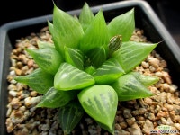 하월시아 1-906 하월시아